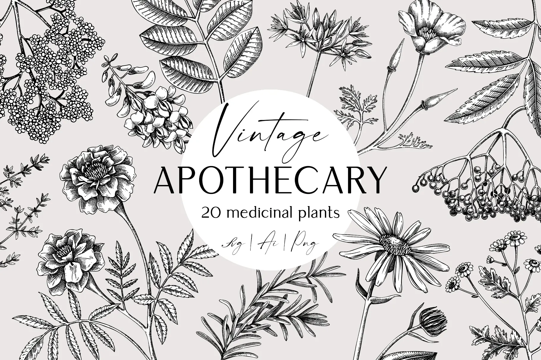 Apothecary Plants & Herbs Vector Sketches Collection Illustration